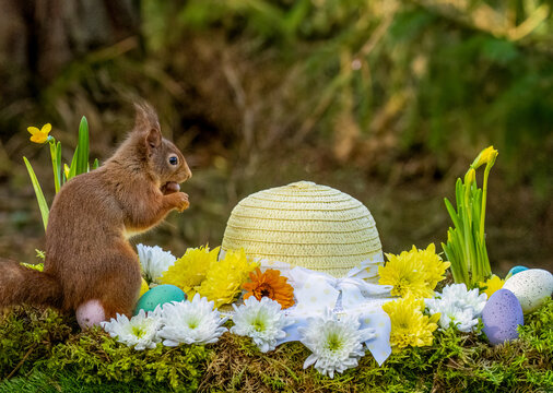 Little scottish red squirrel with Easter eggs and easter bonnet with daffodils in spring scene and flowers in the forest