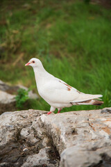 A pigeon stands on the rock
