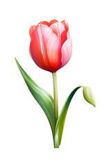 Single Red Tulip Illustration on White Background