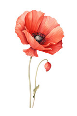 Red Poppy Flower in Full Bloom with Detailed Petals and Buds on White Background
