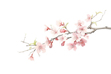 Delicate Cherry Blossoms Branch Isolated on White