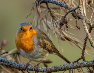 Close up of a robin redbreast bird in the woodland