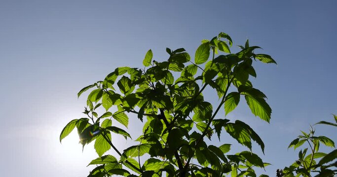 raspberry bush with green foliage in spring, young green raspberry foliage against the blue sky in the garden