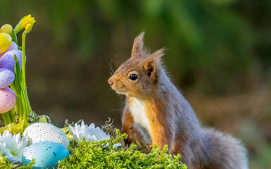 Close up of a cute scottish red squirrel