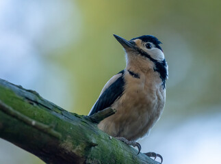 Great spotted woodpecker on a tree with natural forest background 