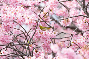The warbling white-eye , also known as the Japanese white-eye and mountain white-eye, is a small passerine bird in the white-eye family.