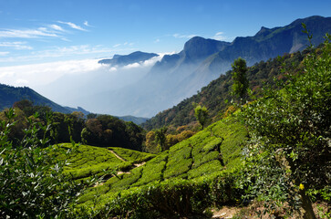 Tea field in Munnar, Kerala, India.