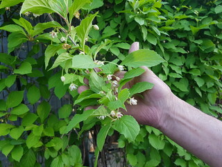 Schisandra chinensis. Hand holding a blooming branch of Chinese Magnolia.