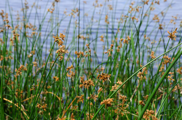 Flowering lake reed Scirpus lacustris on the river bank.