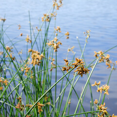 Flowering lake reed Scirpus lacustris against the background of the river.