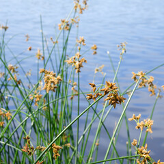 Flowering lake reed Scirpus lacustris against the background of the river. © Natalia