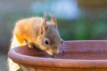 thirsty little scottish red squirrel having a drink of water from a dish in the forest on a warm day