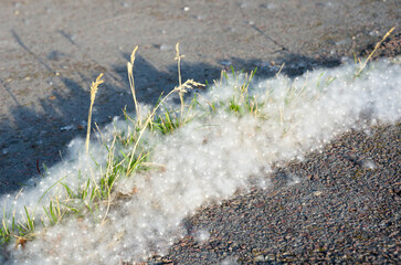 Poplar fluff on the asphalt against the background of trees. Allergy season.