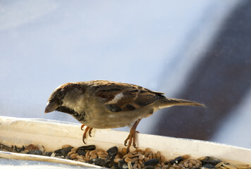 Bird feeder in winter. A hungry sparrow flew in to peck the grain.