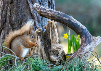 Scottish red squirrel in spring with daffodils in the woodland