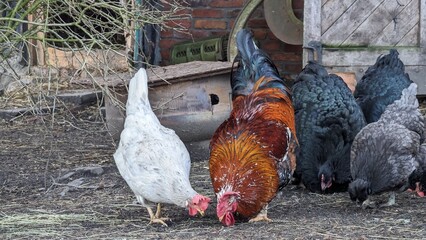 Rooster and chickens on the farm. Selective focus on the rooster