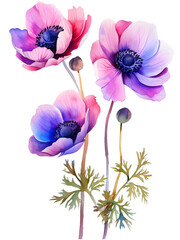 Anemones Minimalist watercolor flower