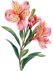 Alstroemeria (Peruvian Lily) flower Minimal watercolor on white background