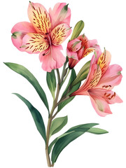 Obraz premium Alstroemeria (Peruvian Lily) flower Minimal watercolor on white background