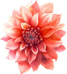 Dahlia flower are colorful and orange .
