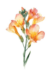 posy of freesia flowers isolated on white background
