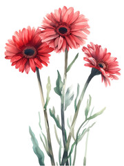 Gerbera Daisies flower Minimal watercolor on white background 