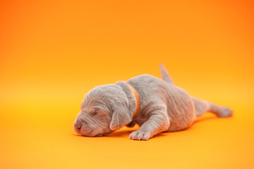newborn weimaraner puppy on a color background