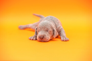 newborn weimaraner puppy on a color background