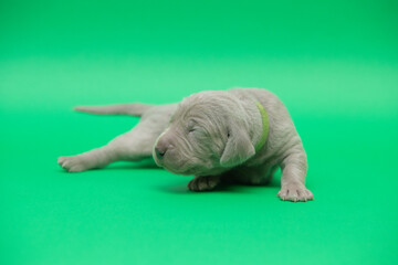 newborn weimaraner puppy on a color background
