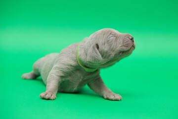 newborn weimaraner puppy on a color background