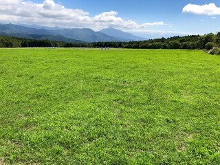 Obraz premium 夏の草原