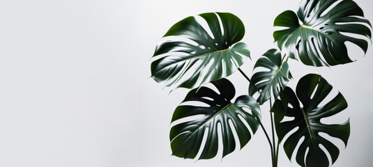 green glossy monstera deliciosa leaves on white background copy space left