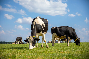 Troupeau de vaches laitières noir et blanche en pleine nature au printemps. - 745061520