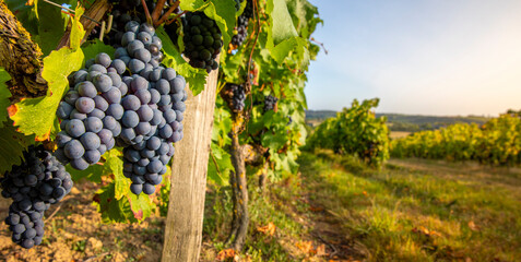 Grappe de raisin noir au milieu des vignes avant les vendanges d'automne. - 745061574