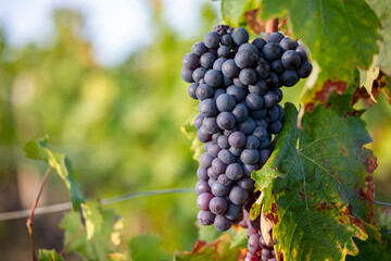 Grappe de raisin noir au milieu des vignes avant les vendanges d'automne. - 745061590
