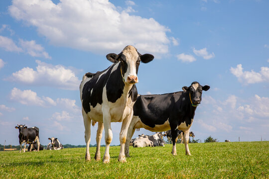 Troupeau de vaches laiti&egrave;res noir et blanche en pleine nature au printemps.