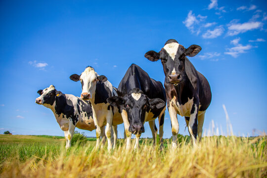 Troupeau de vaches laiti&egrave;res noir et blanche en pleine nature au printemps.