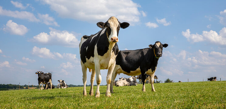Troupeau de vaches laiti&egrave;res noir et blanche en pleine nature au printemps.