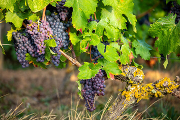 Grappe de raisin noir au milieu des vignes avant les vendanges d'automne. - 745061700