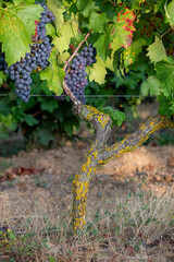 Grappe de raisin noir au milieu des vignes avant les vendanges d'automne.