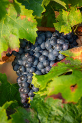 Fototapeta premium Cèpe de vigne et raisin noir en grappe dans un vignoble à l'automne.