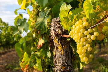 Grappe de raisin blanc type Chardonnay dans les vignes au soleil. - 745061730