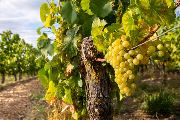 Grappe de raisin blanc type Chardonnay dans les vignes au soleil.