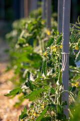 Jeune pied de tomate dans un jardin potager au soleil. - 745061777