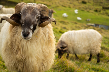 Sheep with Curved Horns and Wavy Wool in a Green Mountainous Landscape