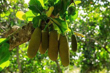 Green jackfruit grow on the Jack fruit tree