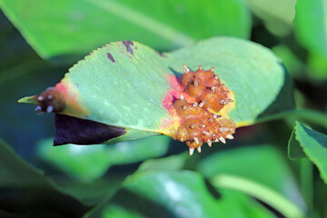 Pear rust, infected leaves of fungal disease, Pear trellis rust, Gymnosporangium sabinae