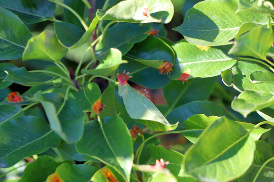 Pear rust, infected leaves of fungal disease, Pear trellis rust, Gymnosporangium sabinae