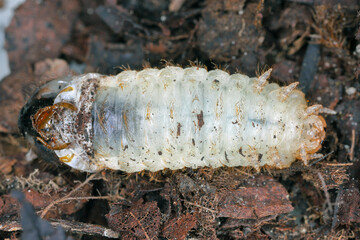 Beetle larva in the process of changing its skin, moulting. Maetamorphosis in insects. Skin change during larval growth.