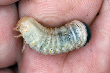 Beetle larva in the process of changing its skin, moulting. Maetamorphosis in insects. Skin change during larval growth.